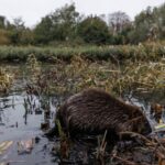 Η φύση νίκησε τους μηχανικούς: Πώς 8 κάστορες έσωσαν το Λονδίνο από πλημμύρες