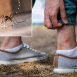 Η πόλη το καλοκαίρι στη μουγγενβεετ