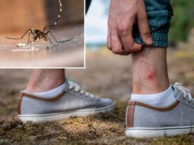 Η πόλη το καλοκαίρι στη μουγγενβεετ