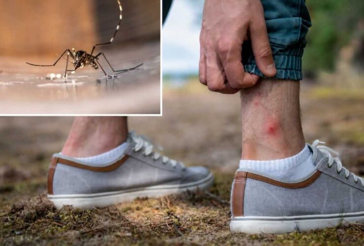 Η πόλη το καλοκαίρι στη μουγγενβεετ