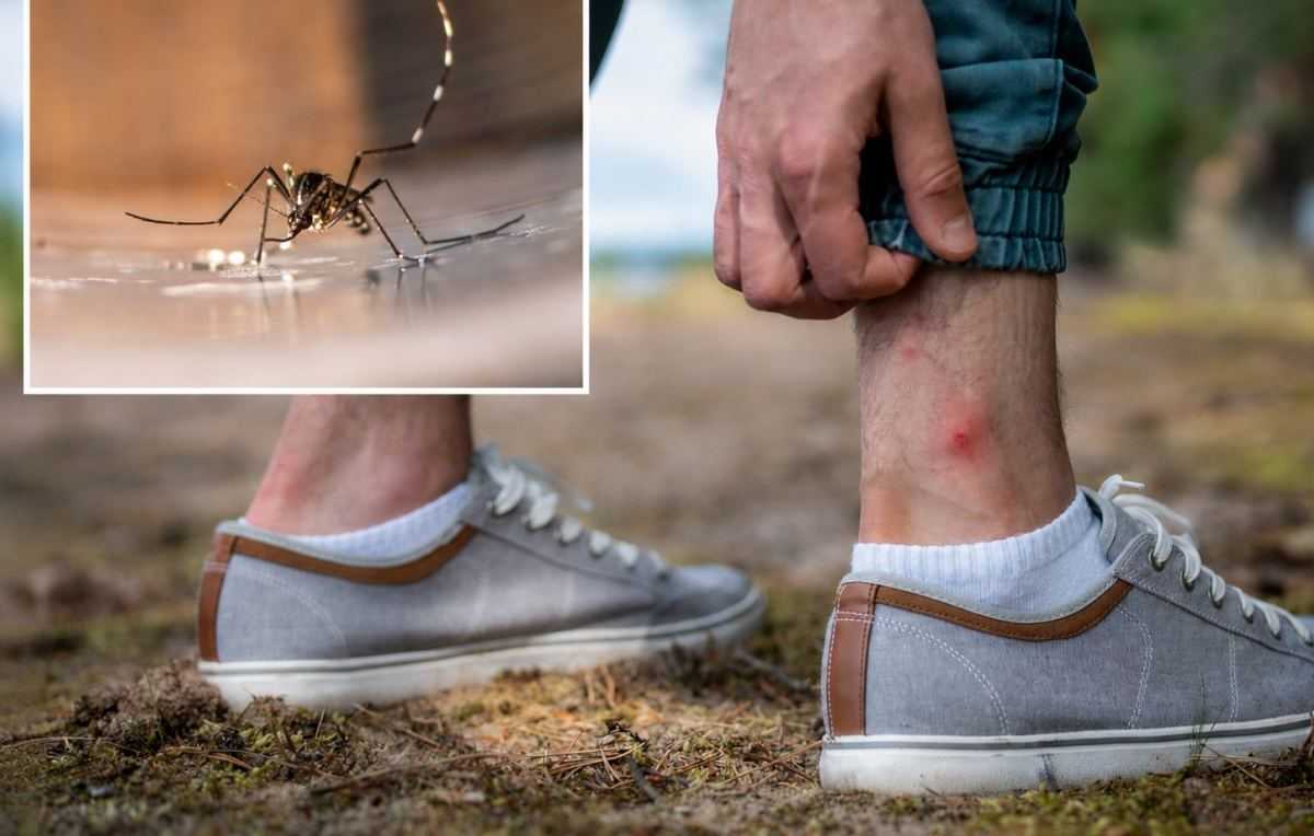 Η πόλη το καλοκαίρι στη μουγγενβεετ