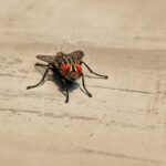 Πώς να διώξεις τις μύγες χωρίς χημικά με μία αρχαία τεχνική