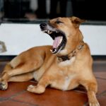 Δάγκωμα σκύλου: Τα 5 κρίσιμα βήματα που πρέπει να κάνετε αμέσως