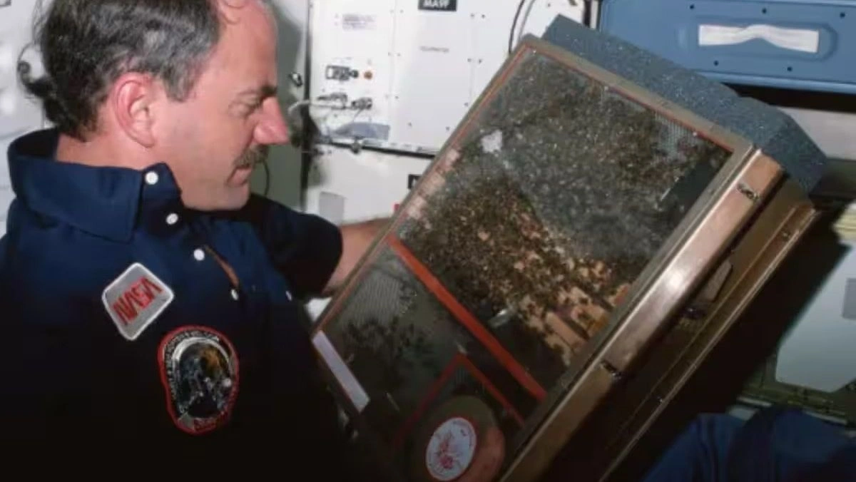 Το πείραμα της NASA με 3.300 μέλισσες στο διάστημα (1984)