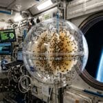 Το πείραμα της NASA με 3.300 μέλισσες στο διάστημα (1984)