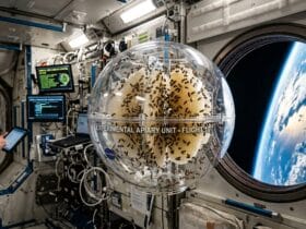 Το πείραμα της NASA με 3.300 μέλισσες στο διάστημα (1984)