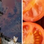 Το 1984 η NASA έστειλε σπόρους στο διάστημα: Τι συνέβη όταν επέστρεψαν στη Γη 6 χρόνια μετά;